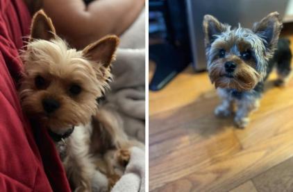 photos of ollie and rockie, both dogs and are very cute and small