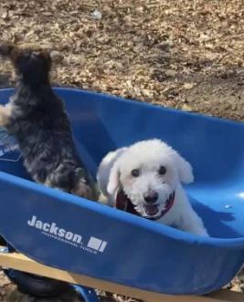 photo of max the dog being pushed in a wheelbarrow