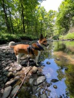 Photo of Hailey the dog in a creek
