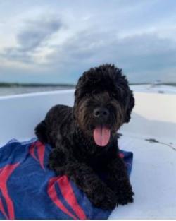 Photo of baxter the dog on a boat