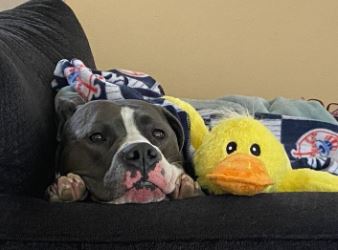 Photo of blue the dog laying next to a stuffed animal duck