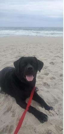 Photo of atlas the dog on a beach