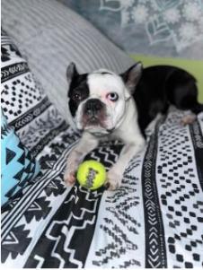 photo of spike with a tennis ball